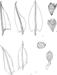 Attēlu rezultāti vaicājumam “Bryum pallescens sporophyte”