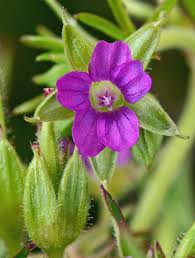 Attēlu rezultāti vaicājumam “Geranium dissectum flower”