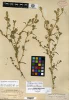 Attēlu rezultāti vaicājumam “Corispermum hyssopifolium fruit”