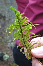 Attēlu rezultāti vaicājumam “Rhytidiadelphus triquetrus sporophyte”