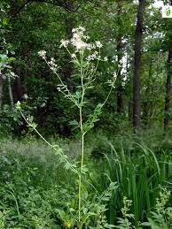 Attēlu rezultāti vaicājumam “Thalictrum flavum fruit”