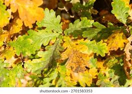 Attēlu rezultāti vaicājumam “Quercus robur Fastigiata leaf”