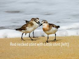 Image result for Calidris ruficollis