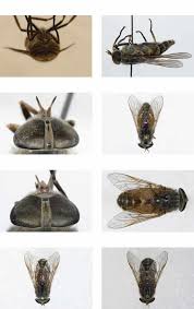 Attēlu rezultāti vaicājumam “Heptatoma pellucens”