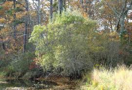 Attēlu rezultāti vaicājumam “Salix cinerea”