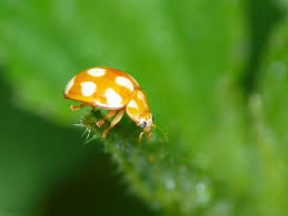 Attēlu rezultāti vaicājumam “Calvia decemguttata imago”