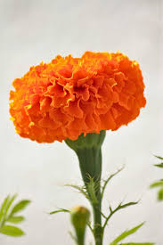 Attēlu rezultāti vaicājumam “Tagetes”