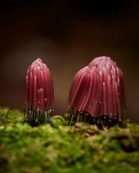 Attēlu rezultāti vaicājumam “Stemonitis fusca young”