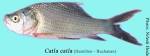 File:Catla catla.jpg - Wikipedia, the free encyclopedia