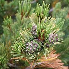 Attēlu rezultāti vaicājumam “Pinus pumila male flower”