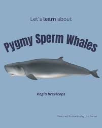Image result for Kogia breviceps