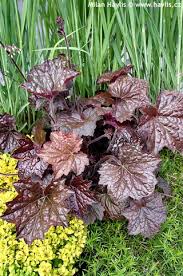 Image result for Heuchera `Palace Purple`