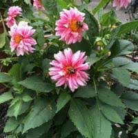 Image result for Dahlia x pinnata `Redskin`