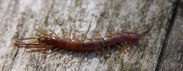 Attēlu rezultāti vaicājumam “Chilopoda”