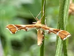 Attēlu rezultāti vaicājumam “Cnaemidophorus rhododactyla”