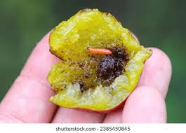 Attēlu rezultāti vaicājumam “Grapholita funebrana larva”