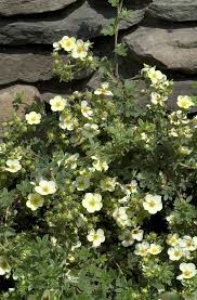 Attēlu rezultāti vaicājumam “Pentaphylloides fruticosa”