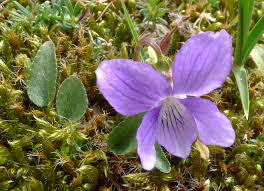 Attēlu rezultāti vaicājumam “Viola canina flower”