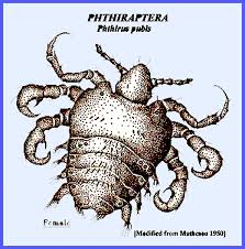 Attēlu rezultāti vaicājumam “Licea pygmaea sessile”