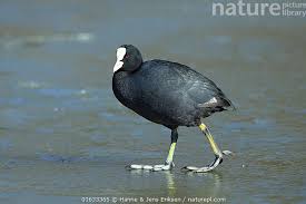 Attēlu rezultāti vaicājumam “Fulica atra”