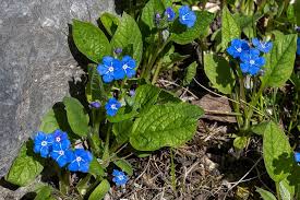 Attēlu rezultāti vaicājumam “Omphalodes verna leaf”