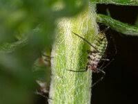 Attēlu rezultāti vaicājumam “Macrosiphoniella millefolii”