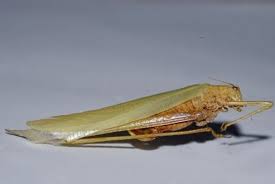 Attēlu rezultāti vaicājumam “Phaneroptera falcata”