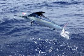 Image result for Makaira mazara