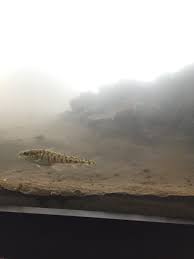 Image result for Microgadus tomcod