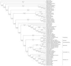 Attēlu rezultāti vaicājumam “Thamnobryum subserratum sporophyte”