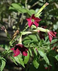Image result for Nicotiana x sanderae `Perfume`F1