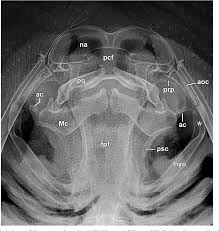 Image result for Styracura pacifica