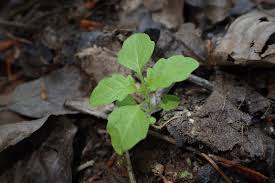Attēlu rezultāti vaicājumam “Lycopus europaeus leaf”