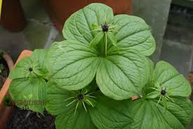 Attēlu rezultāti vaicājumam “Paris quadrifolia”