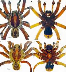 Attēlu rezultāti vaicājumam “Xysticus bifasciatus female”