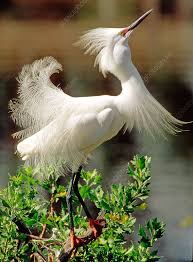 Image result for Egretta thula