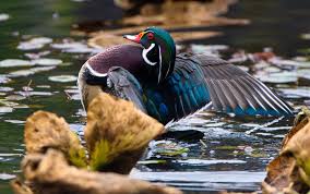 「ラブライナ・ワーズワース ワイルドアームズ クロスファイア」の画像検索結果