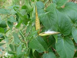 Attēlu rezultāti vaicājumam “Vincetoxicum hirundinaria fruit”