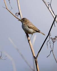 Image result for Hippolais caligata