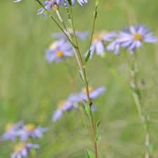 Image result for Aster amellus