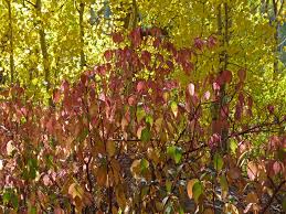 Attēlu rezultāti vaicājumam “Cornus alba”