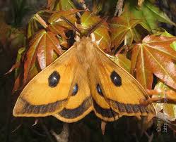 Attēlu rezultāti vaicājumam “Aglia tau”