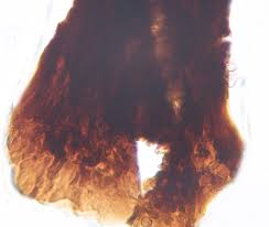 Attēlu rezultāti vaicājumam “Comatricha pulchella spores”