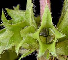 Attēlu rezultāti vaicājumam “Lamiastrum galeobdolon bud”