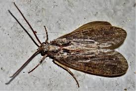 Attēlu rezultāti vaicājumam “Phryganeidae”