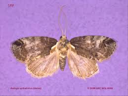 Attēlu rezultāti vaicājumam “Nolidae”