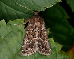 Attēlu rezultāti vaicājumam “Thalpophila matura”