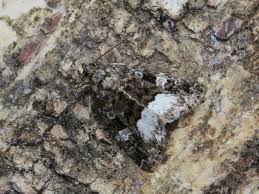 Attēlu rezultāti vaicājumam “Protodeltote pygarga”