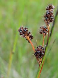 Attēlu rezultāti vaicājumam “Luzula multiflora”