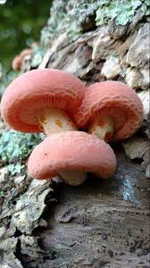 Attēlu rezultāti vaicājumam “Rhodotus palmatus”